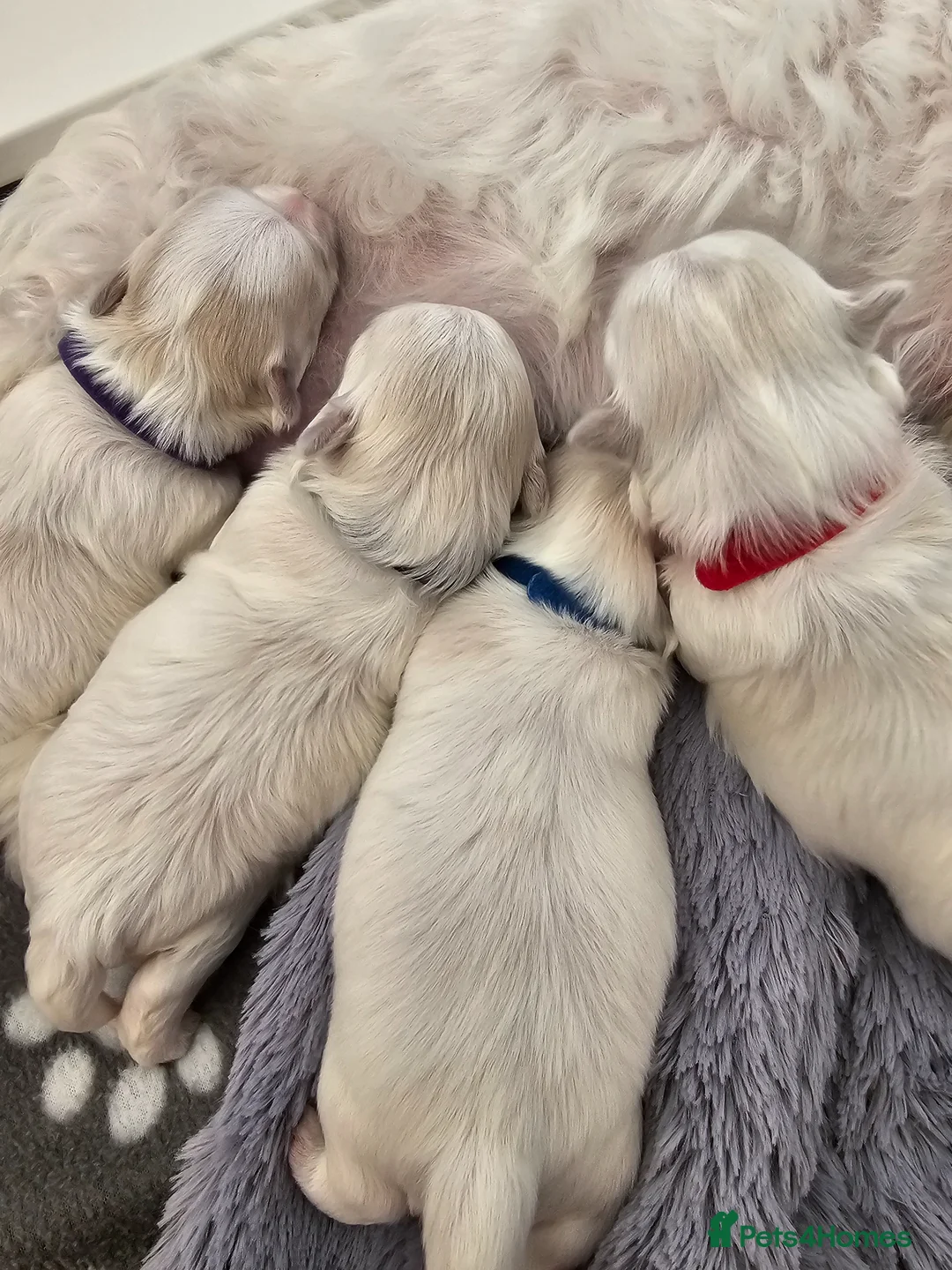 Maltese dogs for sale: Small maltese in Kilwinning - Advert 7