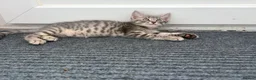 Mixed Breed cats for sale: 2 kittens for sale in Southampton - Advert 5