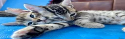 Bengal cats for sale: Beautiful Bengal Kittens for Sale, Pure Bengal Mum - Advert 3