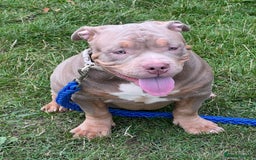 American Bully dogs for sale: Pocket Bully puppies - Lilac Ghost Tri  - Image 4