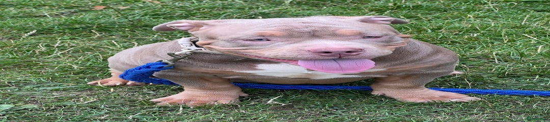 Pocket Bully Puppy 2