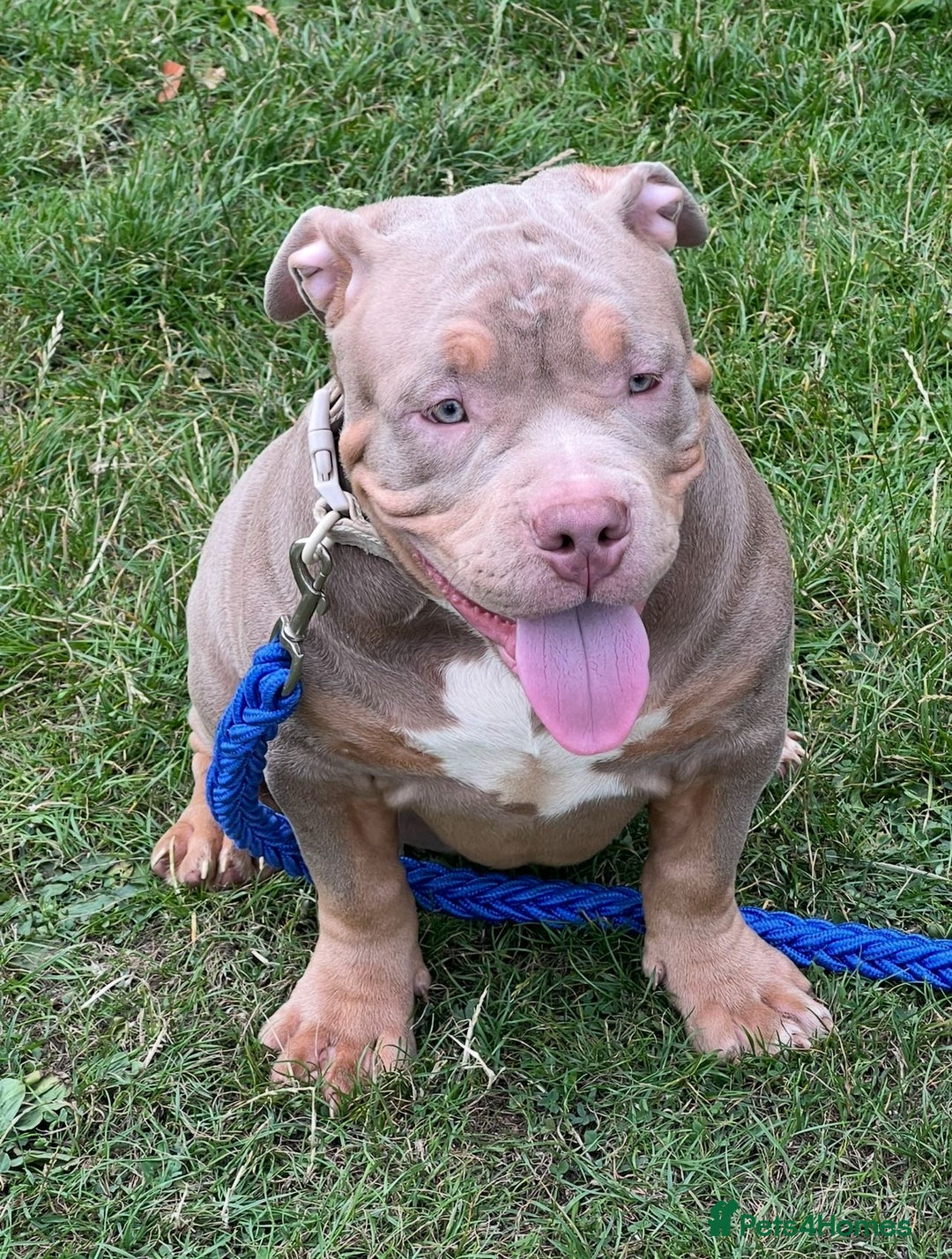 American Bully dogs for sale: Pocket Bully puppies - Lilac Ghost Tri  - Image 4