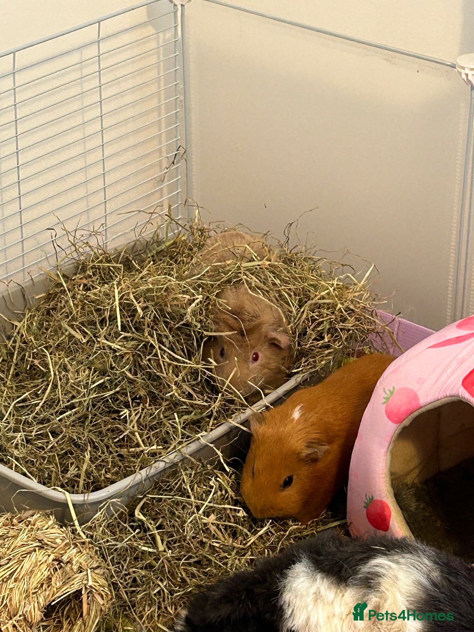 Guinea Pig rodents Female guinea pigs - Advert 2