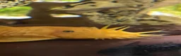 Plecos fish for sale: Blue Eye Lemon Bristlenose - Advert 3
