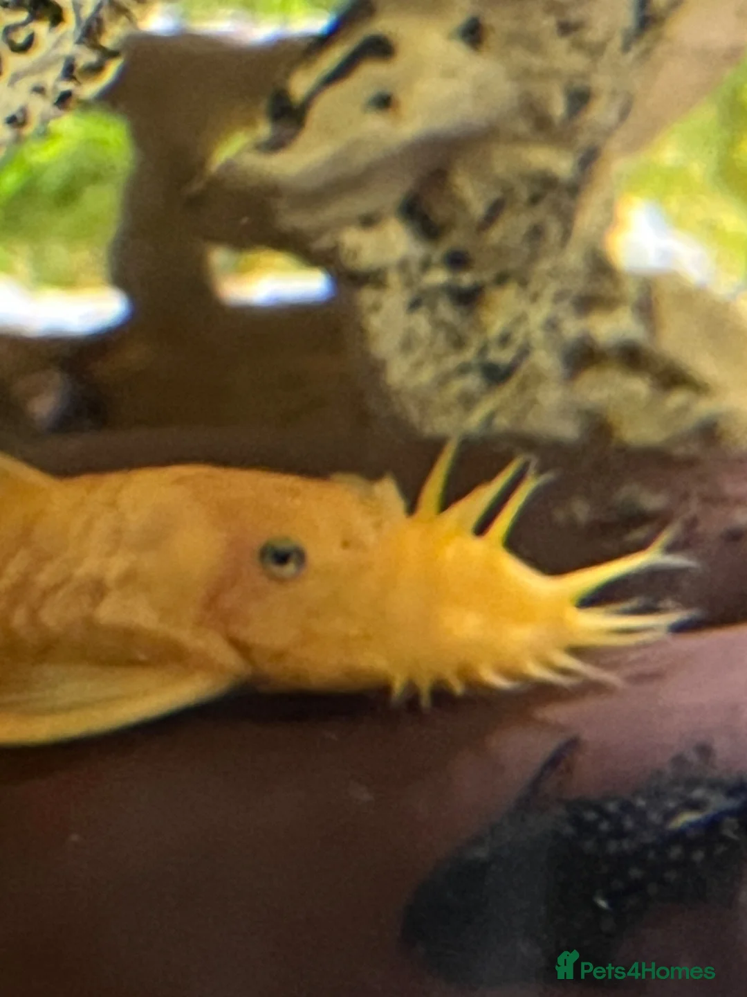 Plecos fish for sale: Blue Eye Lemon Bristlenose - Advert 3