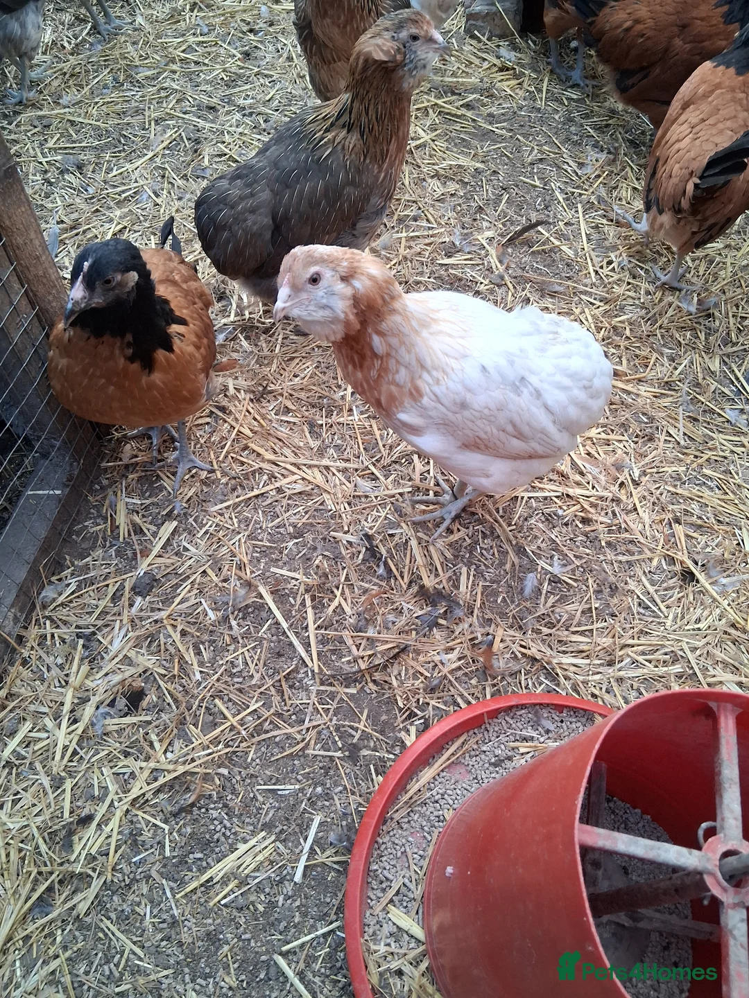 Chickens poultry for sale: Americana bantams all female  - Advert 1