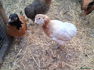 Chickens poultry Americana bantams all female - Advert 2