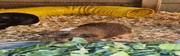 Guinea Pig rodents for sale: 5 male guinea pigs  - Advert 10