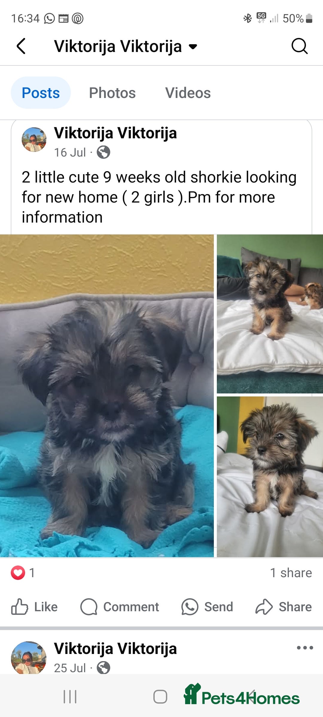 Mixed Breed dogs for sale: shorkie  - Image 1