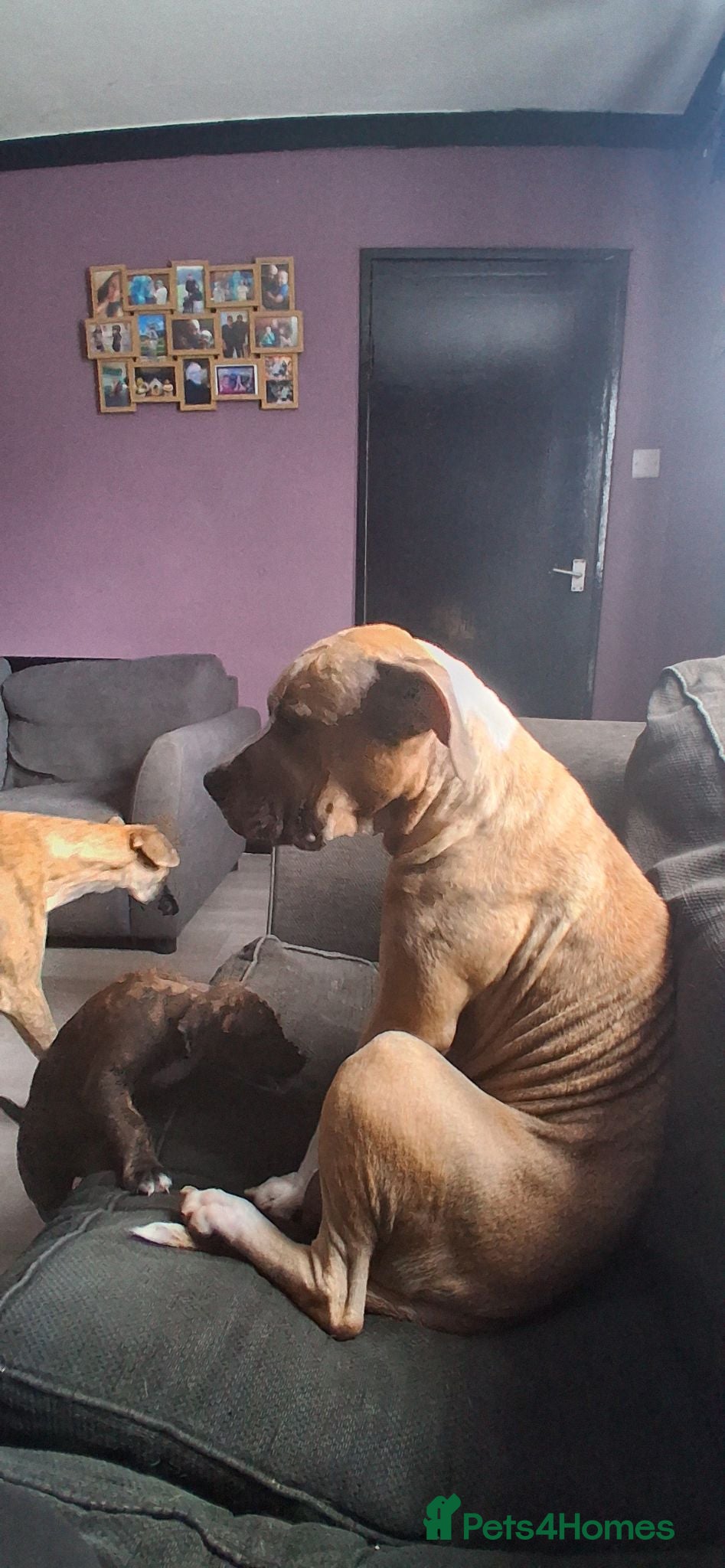 Mixed Breed dogs Last girl left  - Advert 4