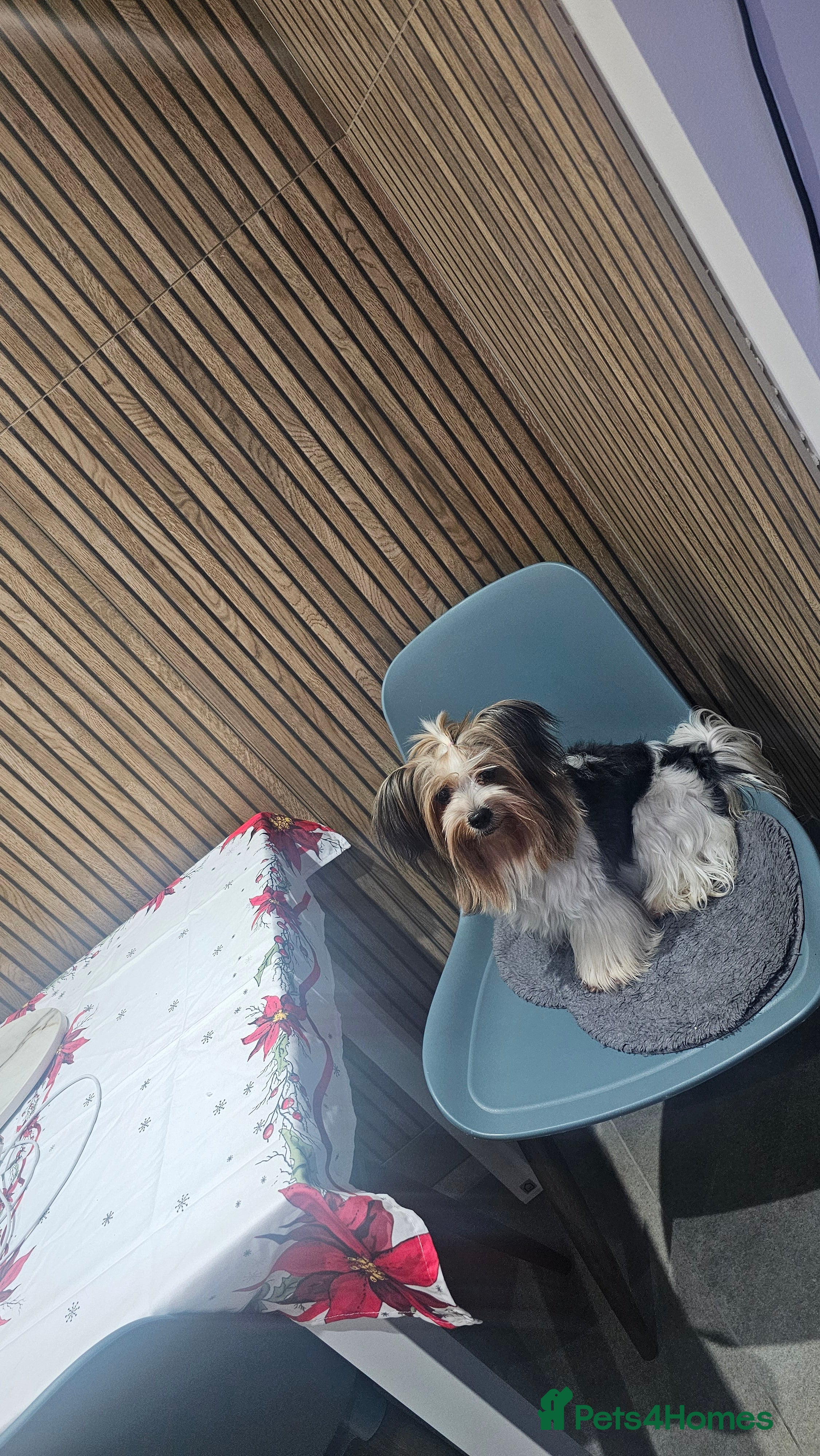 Yorkshire Terrier dogs 1 Girl and two boys  biewer yorkshire terrier  - Advert 2