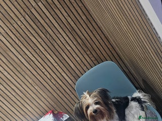 Yorkshire Terrier dogs 1 Girl and two boys biewer yorkshire terrier - Advert 2