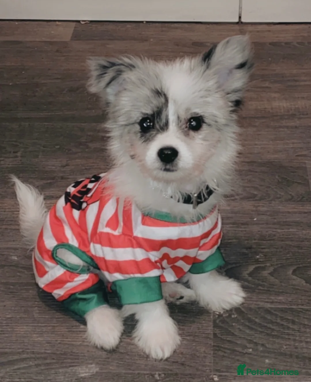 Mixed Breed dogs for stud: Male Merle Malchi  in Sheffield - Advert 4