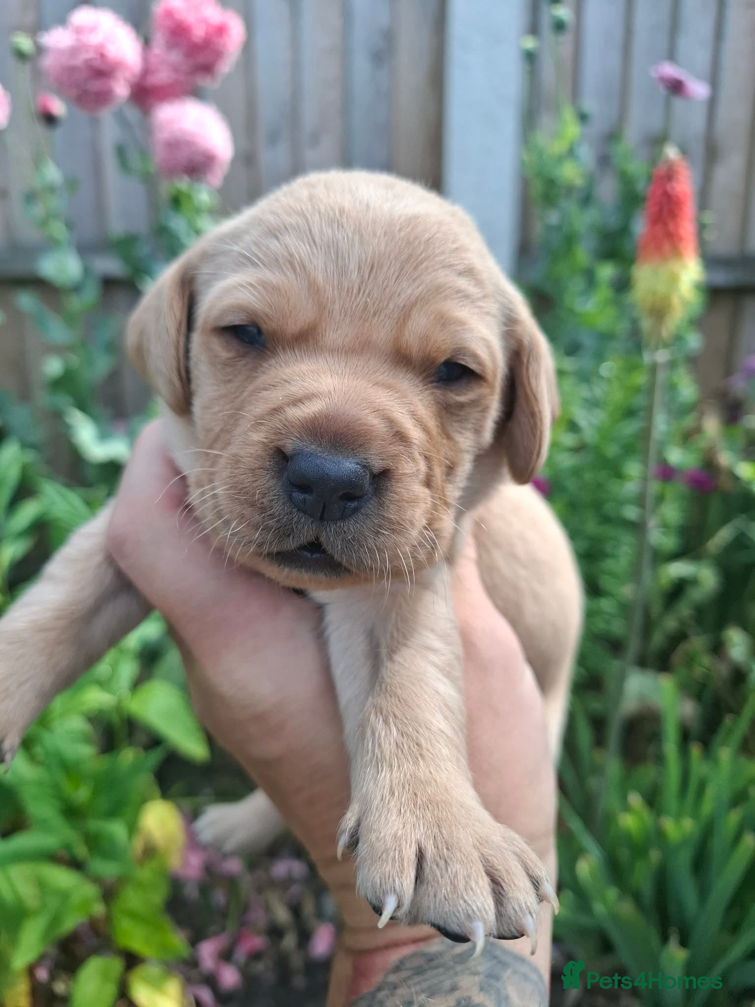 Labrador Retriever dogs Labrador puppies - Advert 2