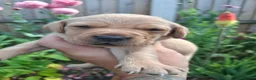 Labrador Retriever dogs for sale: Labrador puppies - Advert 2