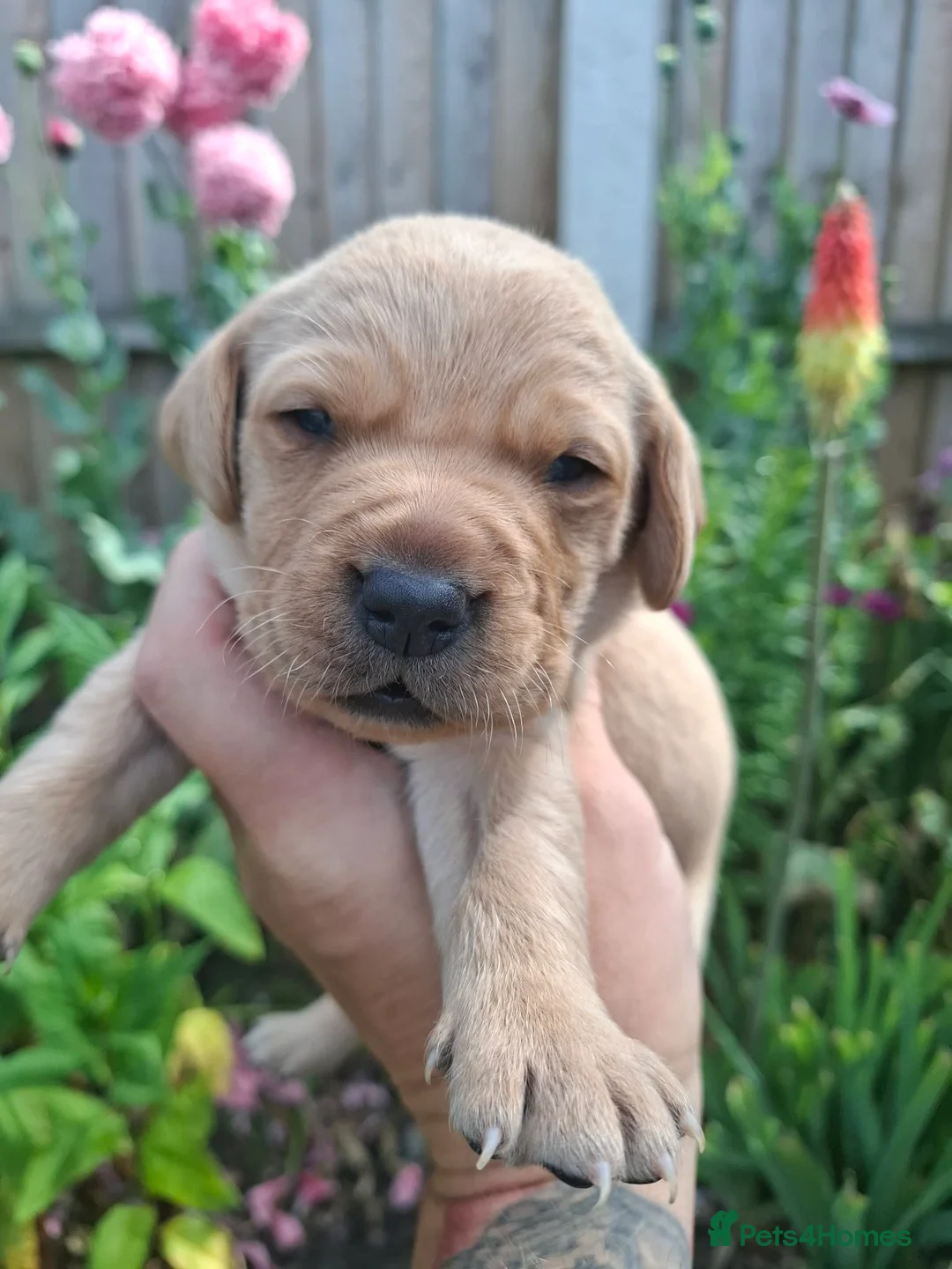 Labrador Retriever dogs for sale: Labrador puppies - Advert 2