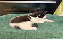 British Shorthair cats for sale: BRITISH BLUE X KITTENS - Image 8