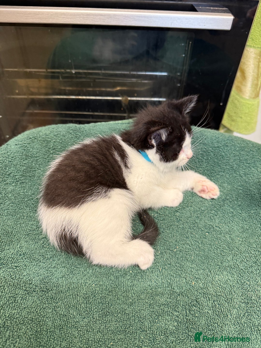 British Shorthair cats for sale: BRITISH BLUE X KITTENS - Image 8