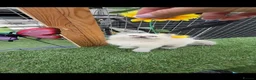 Ragdoll cats for sale: Full breed Ragdoll kittens  - Advert 10