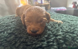 Cavapoo dogs for sale: Beautiful healthy Cavapoo’s d.o.b 22/08/25 - Image 2