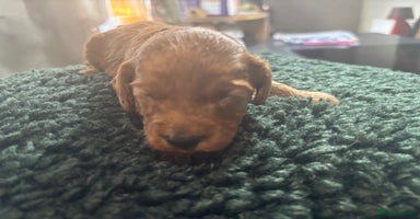 Cavapoo dogs - Advert 4