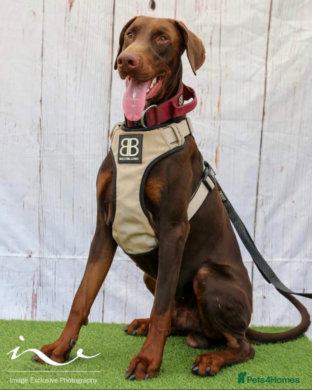 Dobermann dogs Proven chocolate and tan male for stud in Coventry - Advert 2