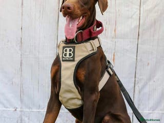 Dobermann dogs Proven chocolate and tan male for stud in Coventry - Advert 7