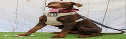 Dobermann dogs for stud: Proven chocolate and tan male for stud in Coventry - Advert 1