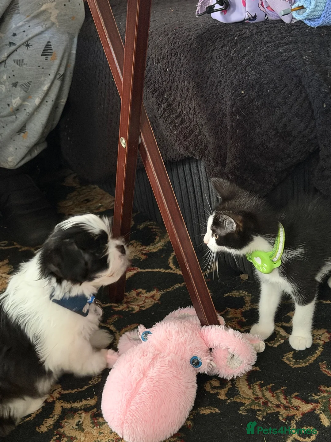 Lhasa Apso dogs for sale: Mylo 14wks old - Advert 4