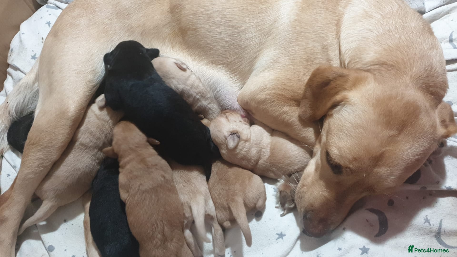 Labrador Retriever dogs 9 stunning Labrador retrievers 8 weeks old  - Advert 12