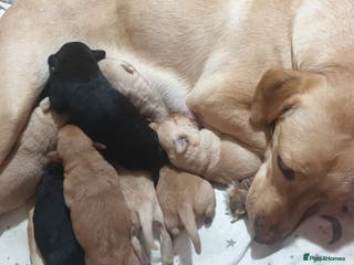 Labrador Retriever dogs 9 stunning Labrador retrievers 8 weeks old - Advert 12
