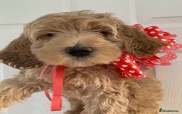 Labradoodle dogs for sale: Multigenerational Medium /Mini Labradoodles  - Image 12