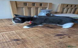 Mixed Breed cats for sale: 7 kittens ready for their forever home - Image 13