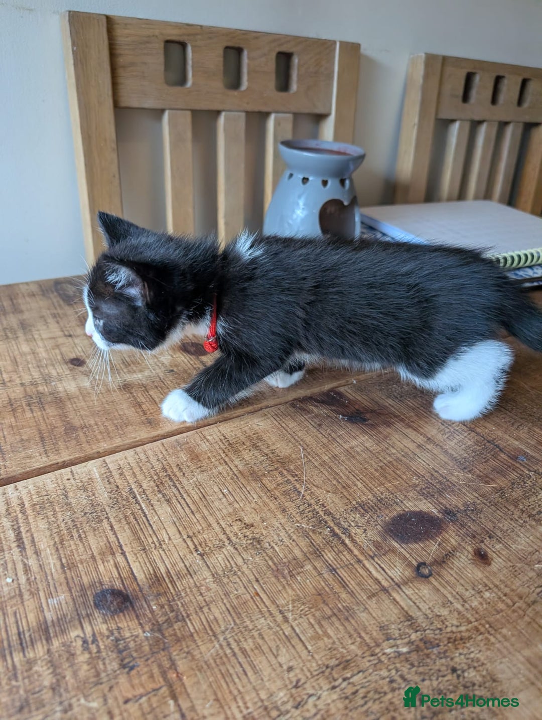 Mixed Breed cats for sale: 7 kittens ready for their forever home - Image 13