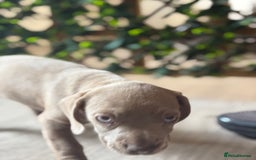 Mixed Breed dogs for sale: 2 beautiful French wiener girls  - Image 7