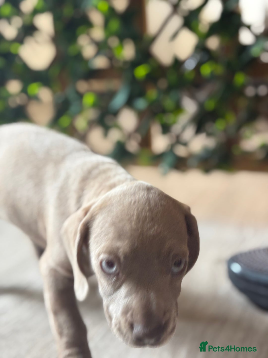 Mixed Breed dogs for sale: 2 beautiful French wiener girls  - Image 7