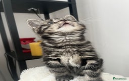 Mixed Breed cats for sale: Make and female tabby kittens for sale  - Image 3