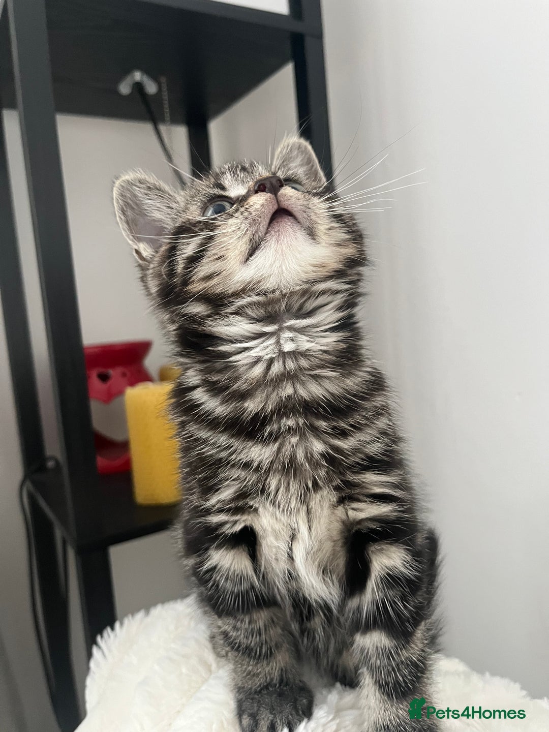Mixed Breed cats for sale: Make and female tabby kittens for sale  - Image 3