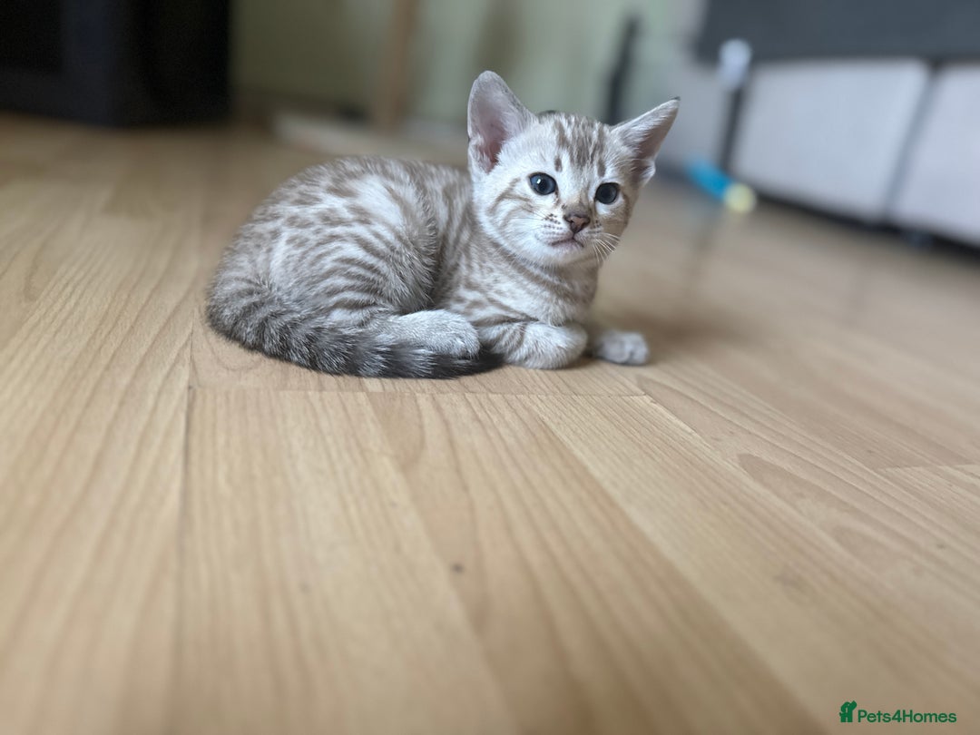 Bengal cats for sale: F5 TICA REGISTERED SNOW AND BROWN BENGALS - Image 7