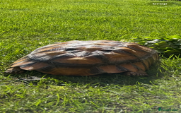 Tortoise reptiles for sale: 2 x Sulcata Tortoise - Image 13