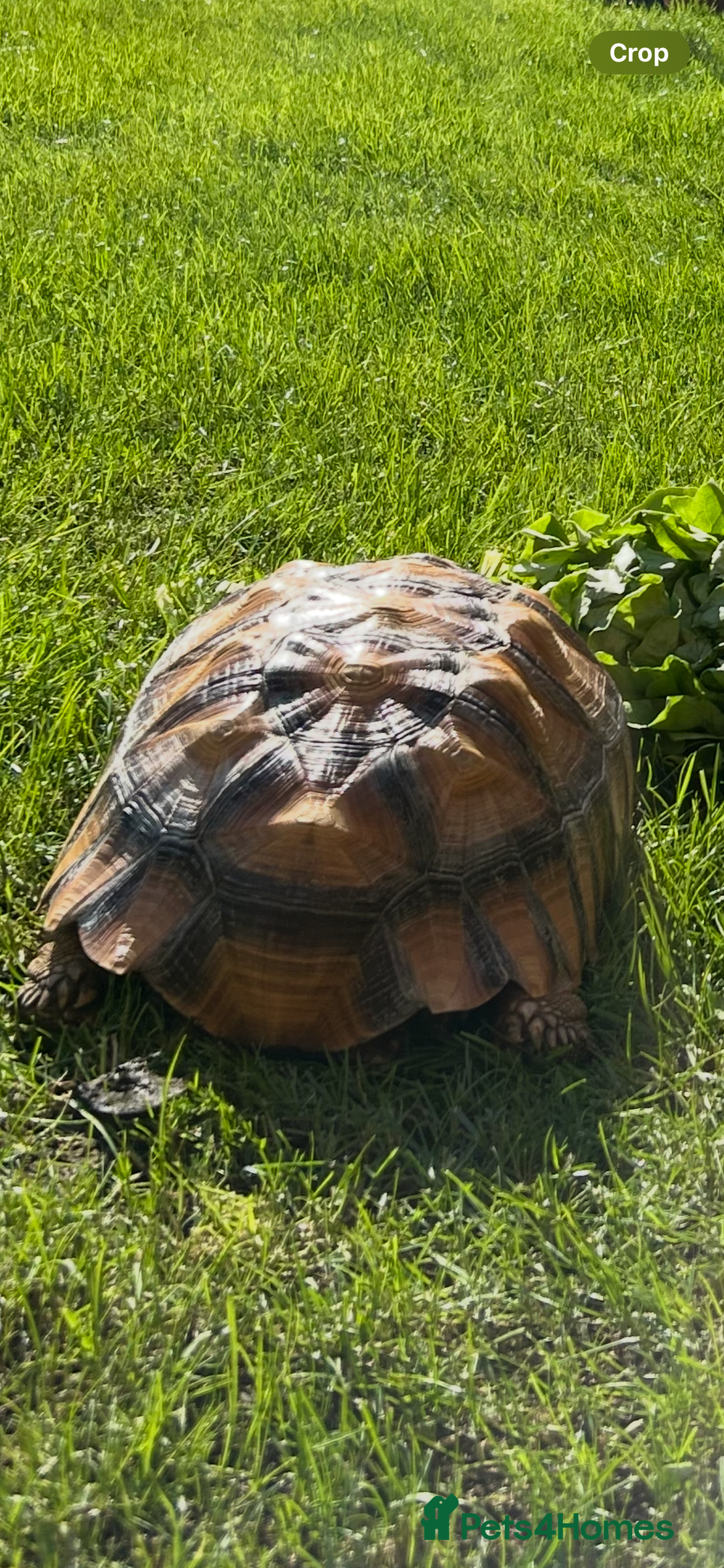Tortoise reptiles for sale: 2 x Sulcata Tortoise - Image 13