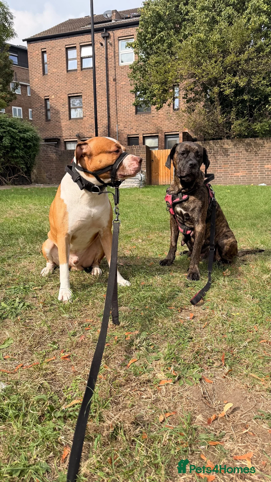 Mixed Breed dogs for sale: Cane Corso mixed breed puppies in London - Advert 11