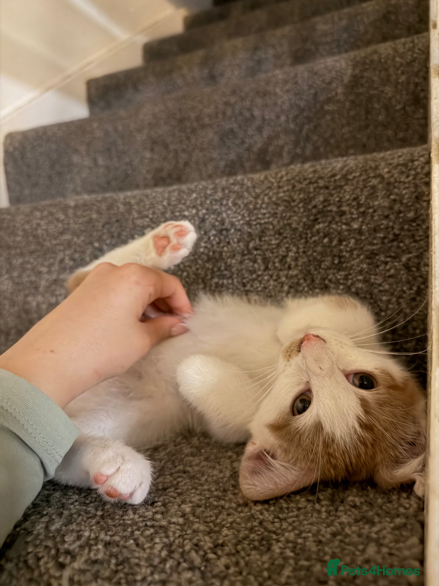 Mixed Breed cats for sale: Beautiful male kitten - Advert 6