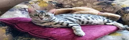 Bengal cats for sale: Silver Rosetted Bengal Kittens  in Bootle - Advert 5