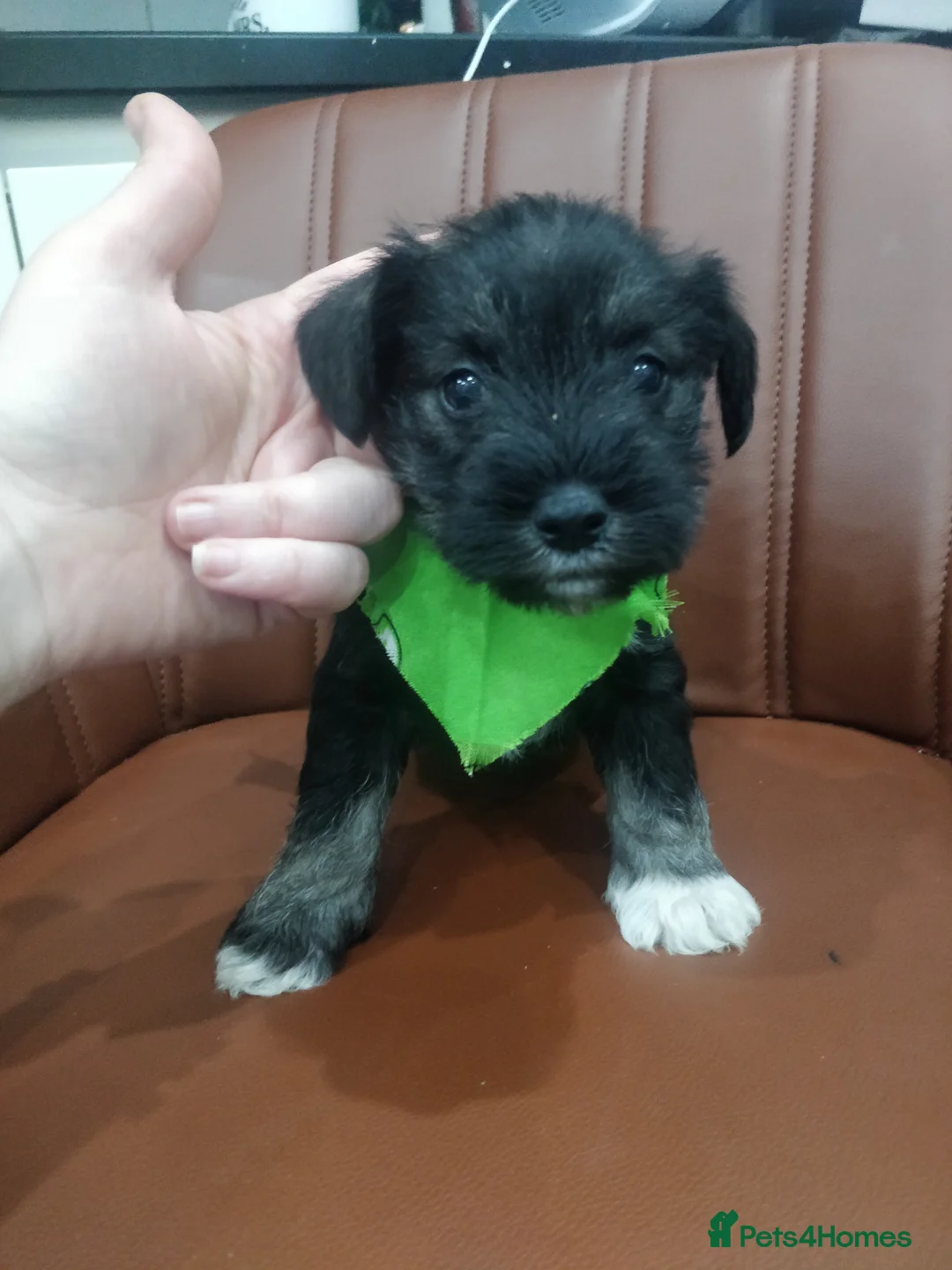 Miniature Schnauzer dogs for sale: Miniature Schnauzer puppy  - Advert 4