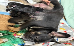 Mixed Breed dogs for sale: french bull dog x cairn terrior puppies - Image 1