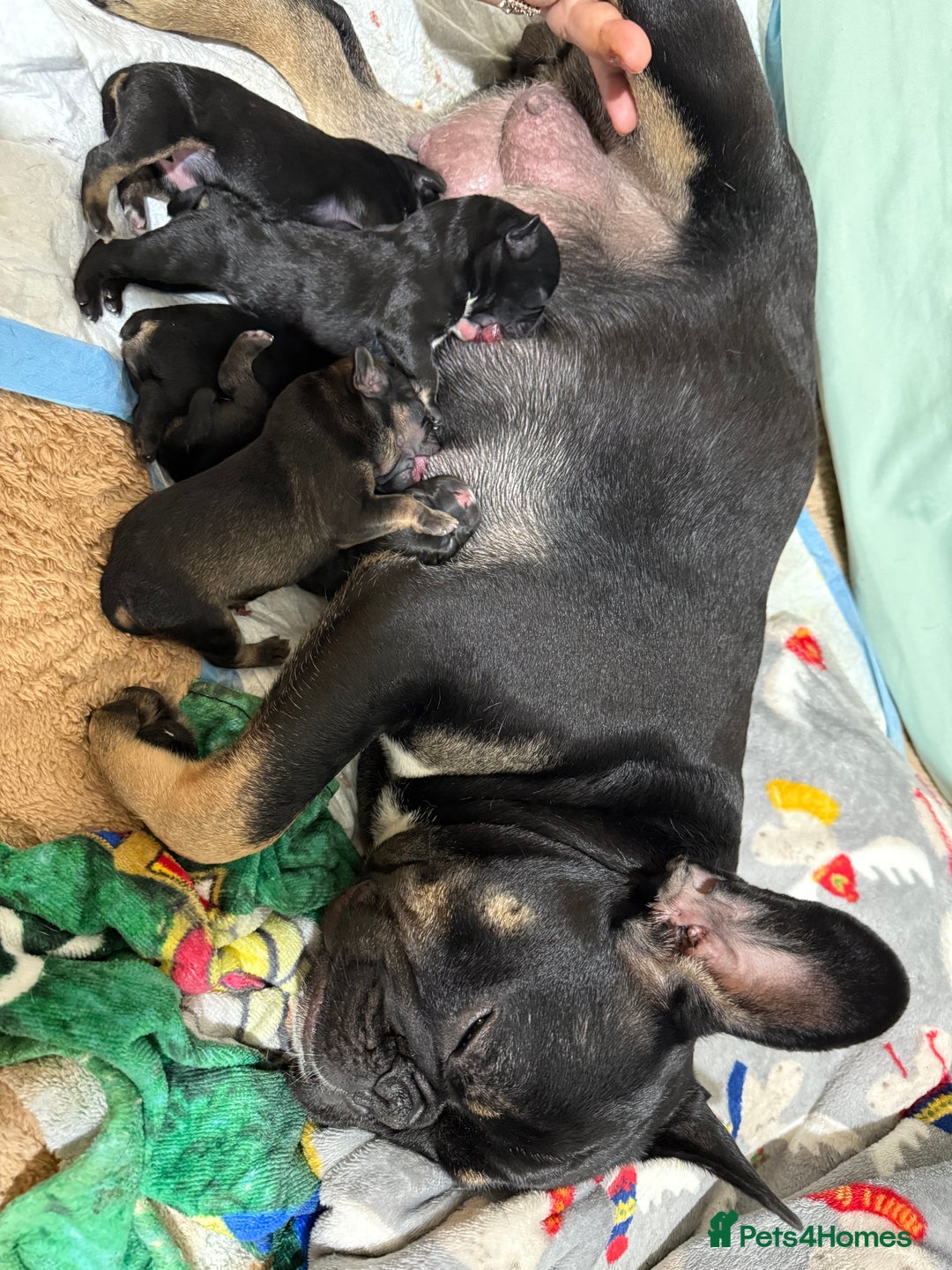 Mixed Breed dogs for sale: french bull dog x cairn terrior puppies - Image 1