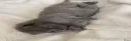 British Shorthair cats for sale: Exclusive Pedigree British Shorthair Kittens - Advert 9