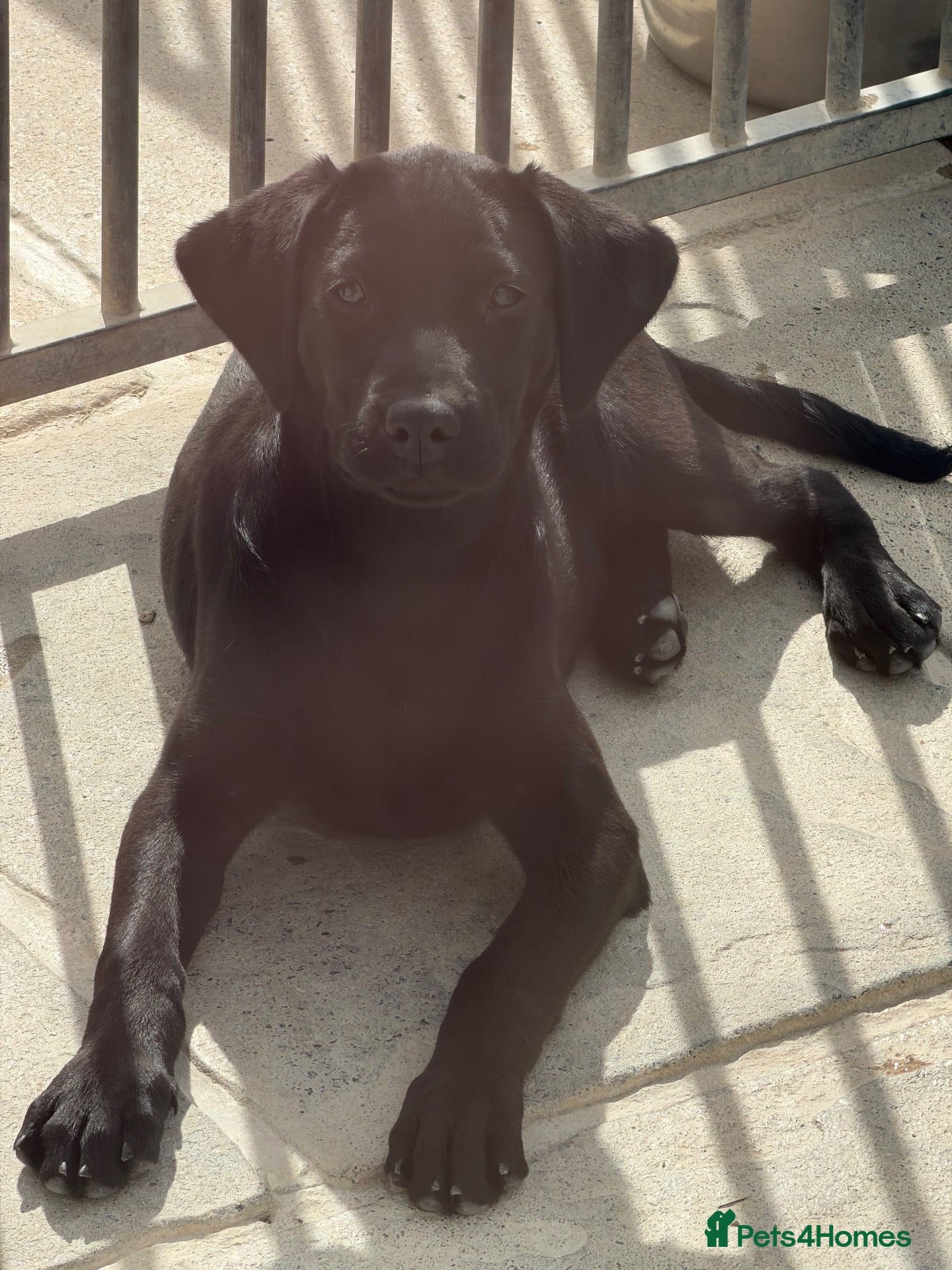 Labrador Retriever dogs Brynovation Rhianna - Advert 13