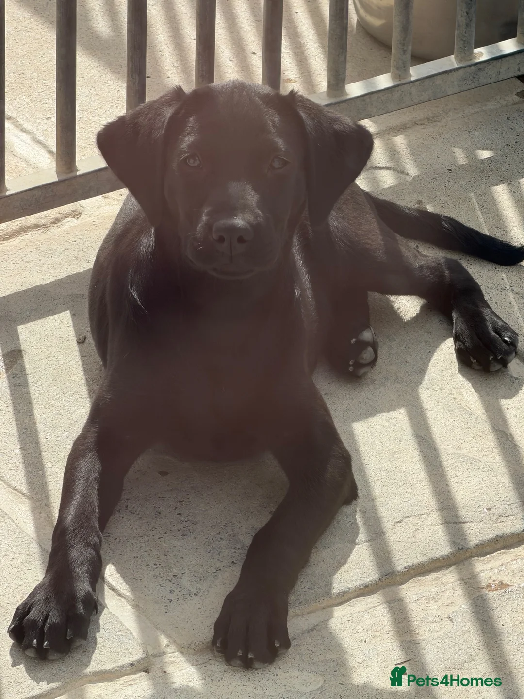 Labrador Retriever dogs for sale: Brynovation Rhianna - Advert 1